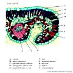 06_Erica x250_labels.jpg